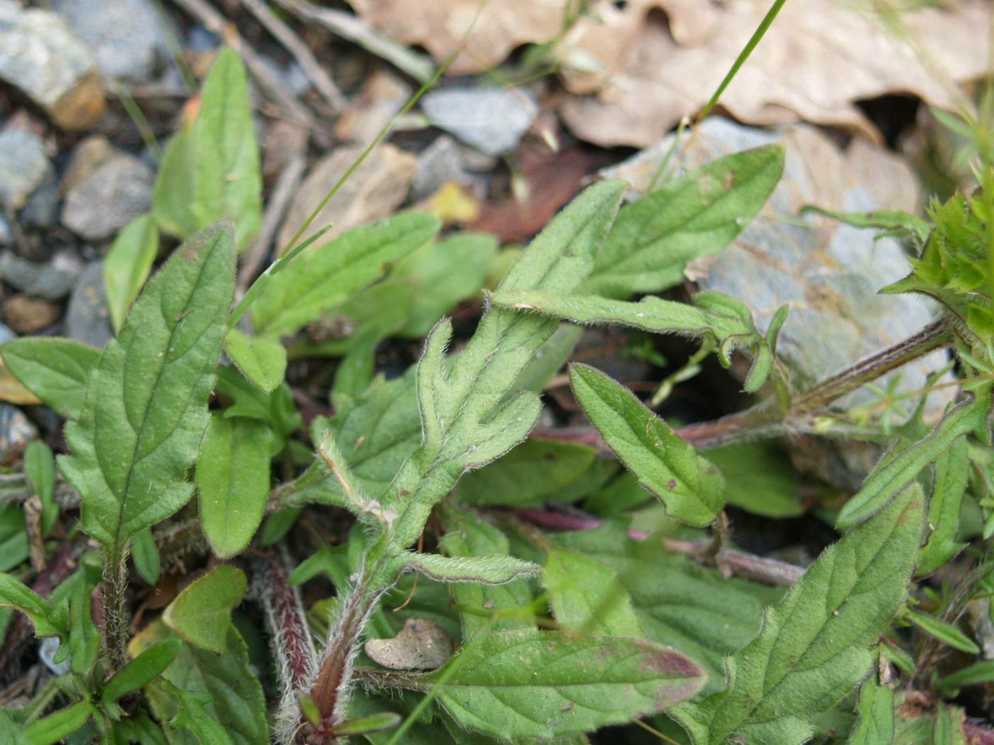 Self-Heal, Cut-leaved leaf